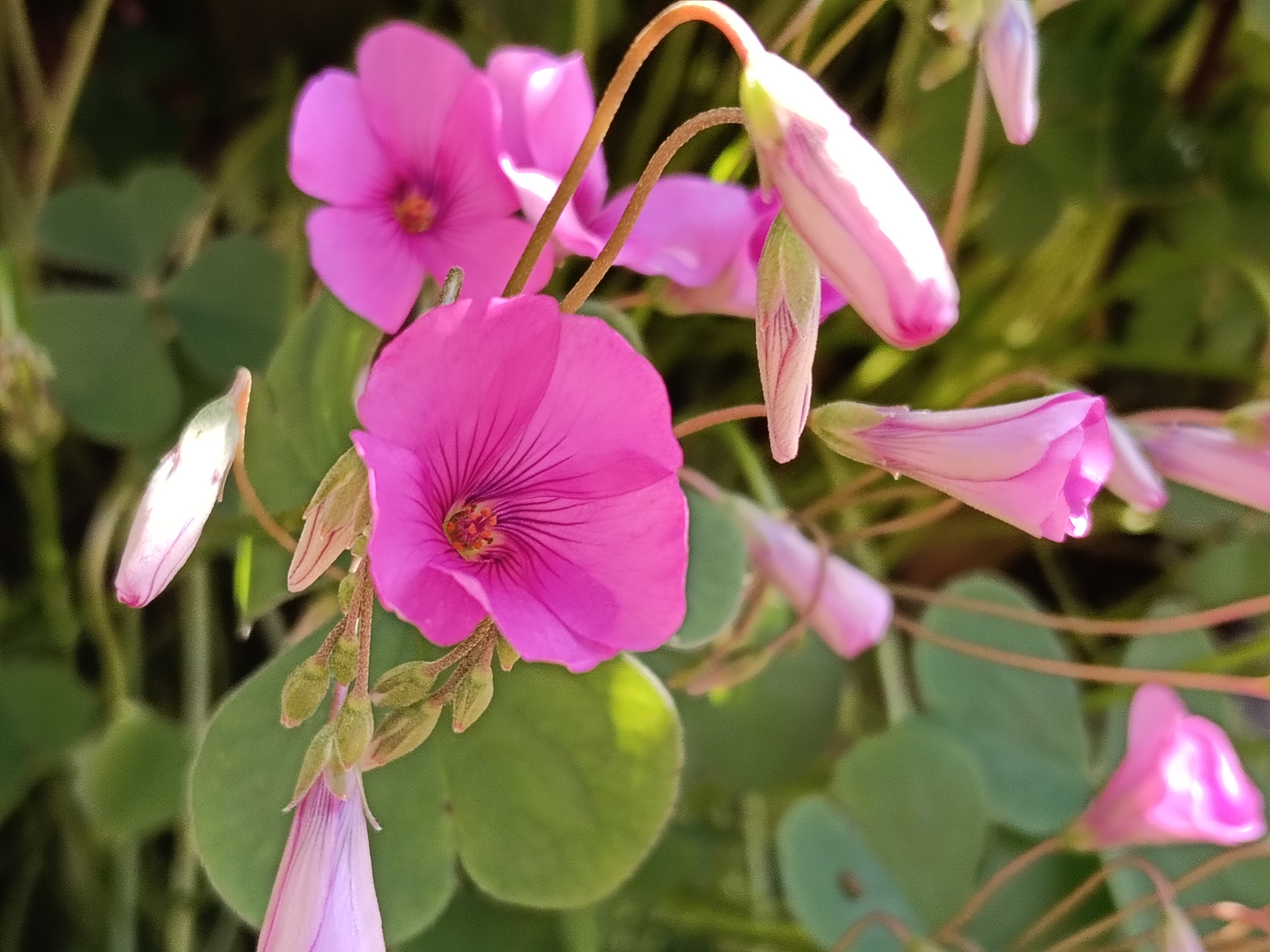 OPPO A5 Pro