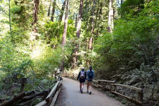 Hikers in the Muir Woods National Monument