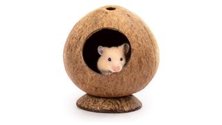 andwe Coconut Hut Hamster Toy