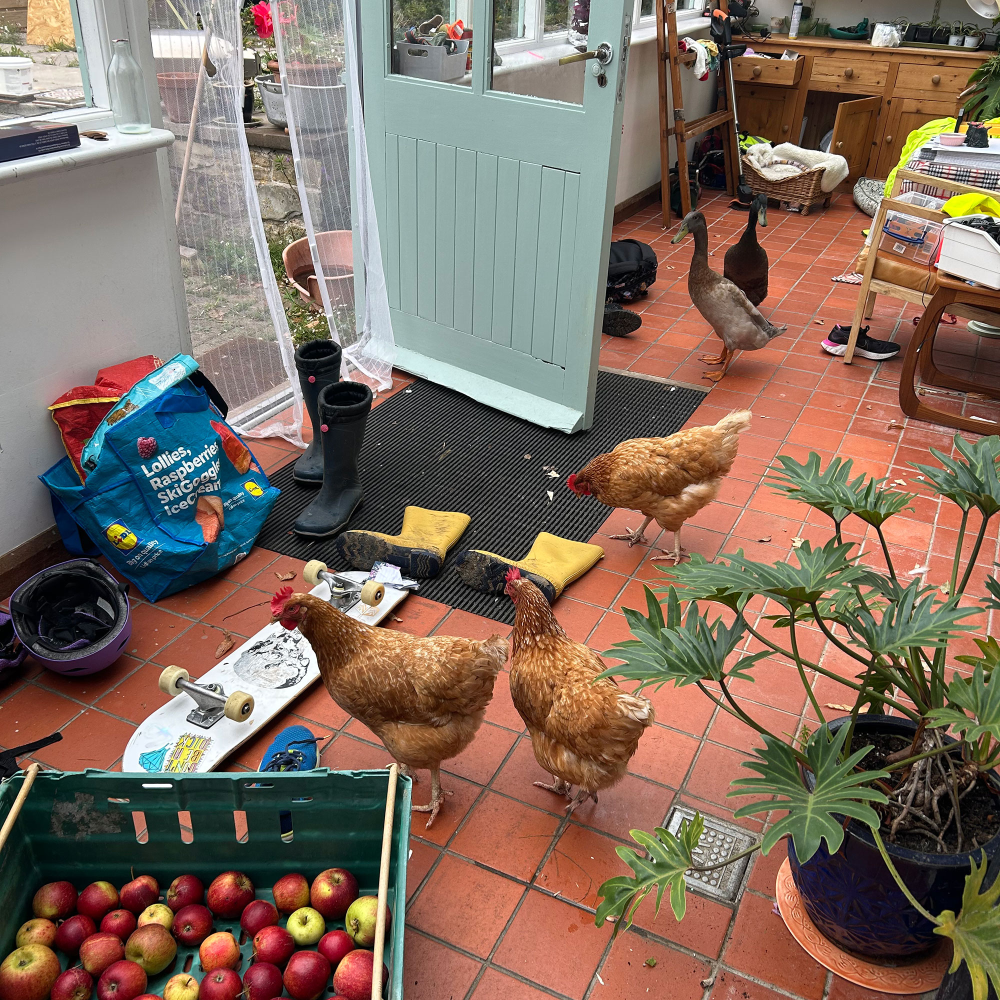 Terracotta tiled floor with door open to outside with chickens and ducks, welly boots and a skateboard