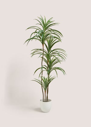 Matalan Varigated Yukka Tree