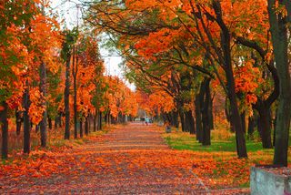 The colorful foliage of autumn