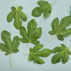green fig leaves cut and dropped against pale blue background