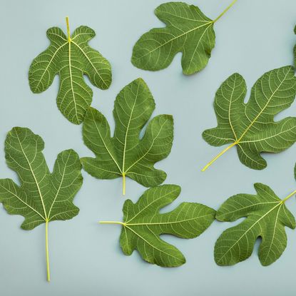 green fig leaves cut and dropped against pale blue background