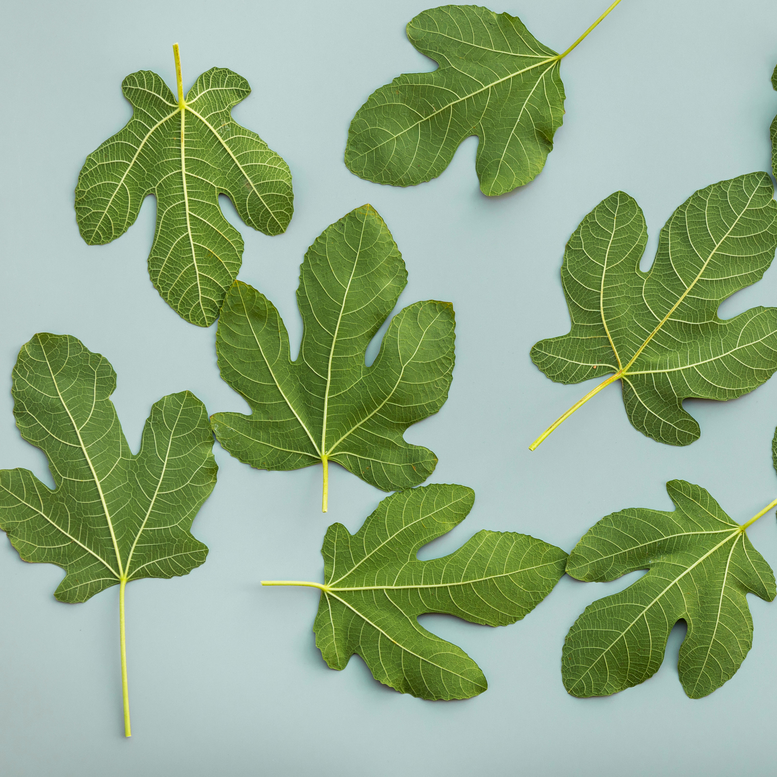 green fig leaves cut and dropped against pale blue background