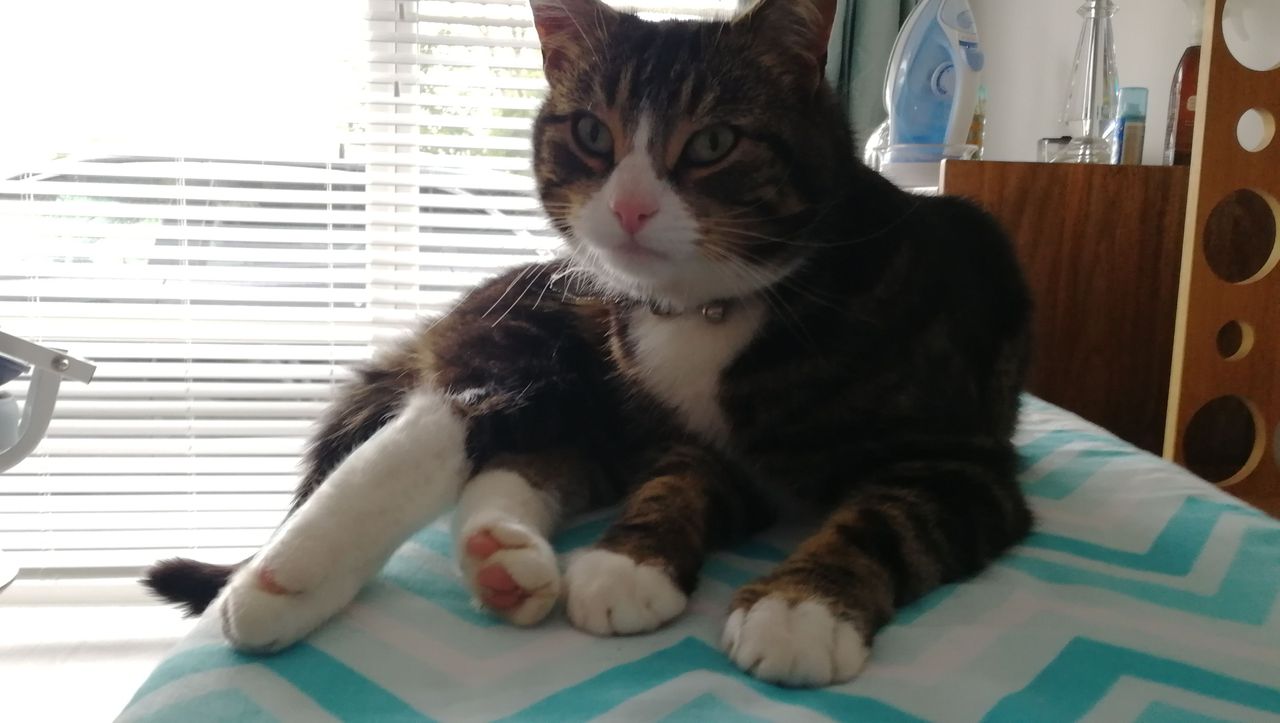 cat