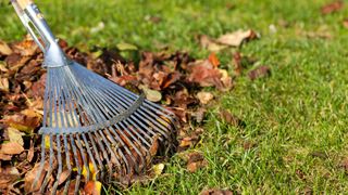 picture of rake collecting autumn leaves on grass