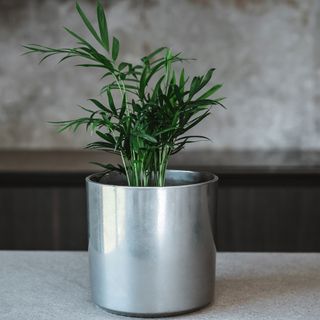Bamboo Palm in silver pot