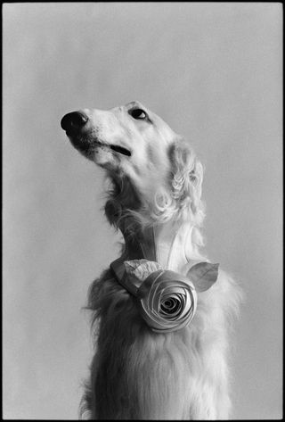 Photograph of a dog by Elliott Erwitt, taken in New York, USA, 1999.