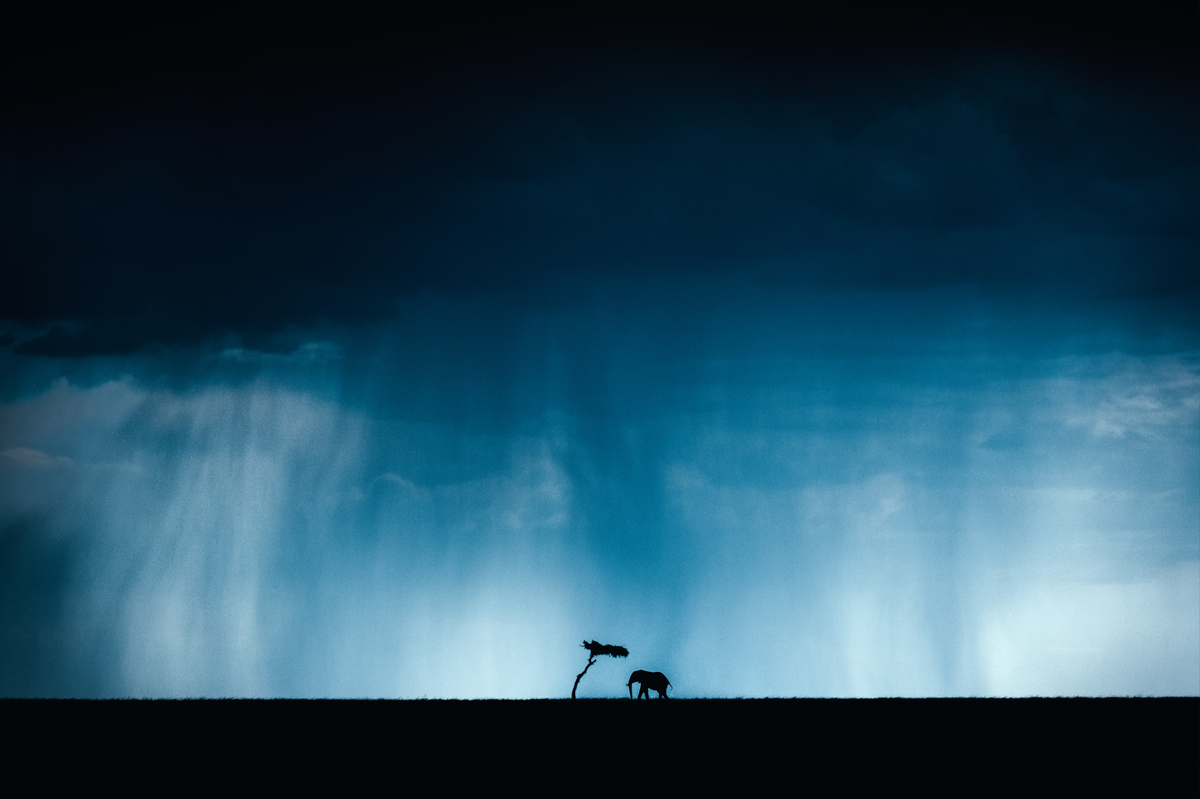 Silhouette of an elephant and a tree in the Masai Mara