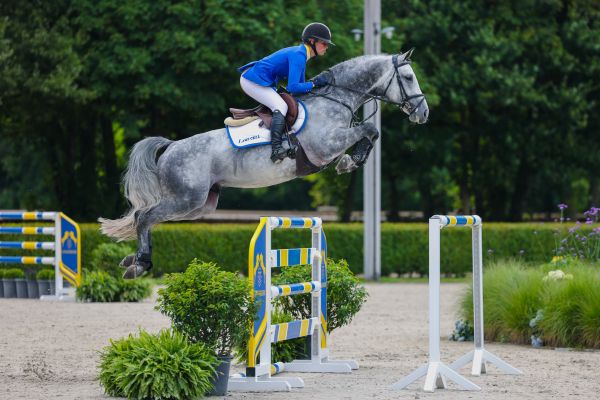 Codex Diaz Z was top lot at the recent Zangersheide auction.