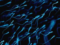 Sperm.