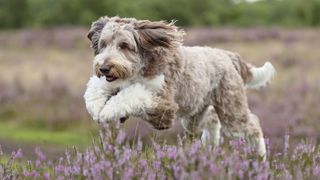 Aussiedoodle leaping over purple flowers
