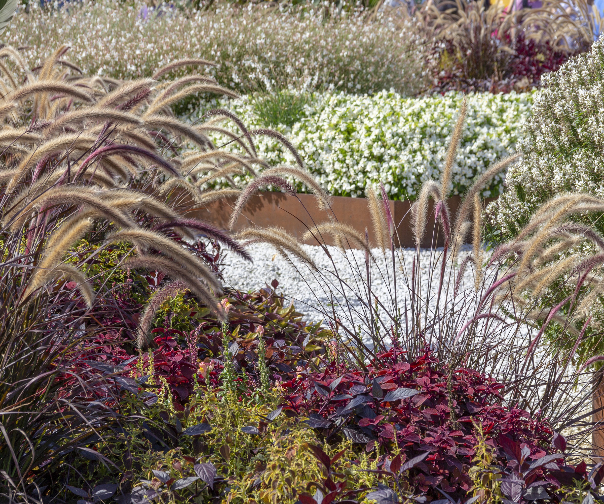 Burgundy border, Corten steel, white gravel, moody planting