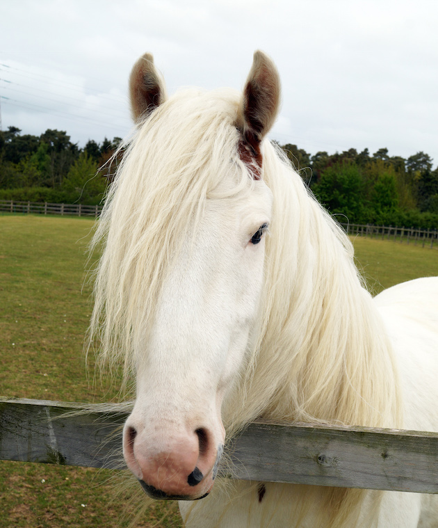 project ponies