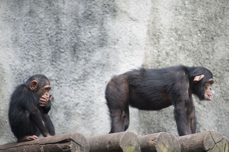 Monkeys that hav big ass lips Rump Recognition Chimps Remember Bottoms Same As Faces Live Science