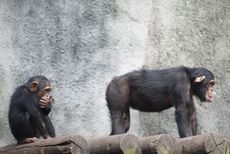 Turns out, chimps remember each other's butts as well as they recognize faces.