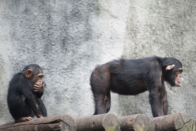 Rump Recognition: Chimps Remember Bottoms Same as Faces | Live Science