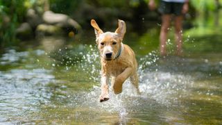 Dog running through water