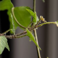 Aphids on houseplant