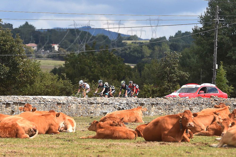 Local livestock seem less than impressed as the race passes by.