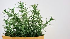 a rosemary plant in a box against a white background