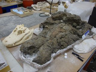 A specimen of Anthracosuchus balrogus is prepared next to an alligator skull.