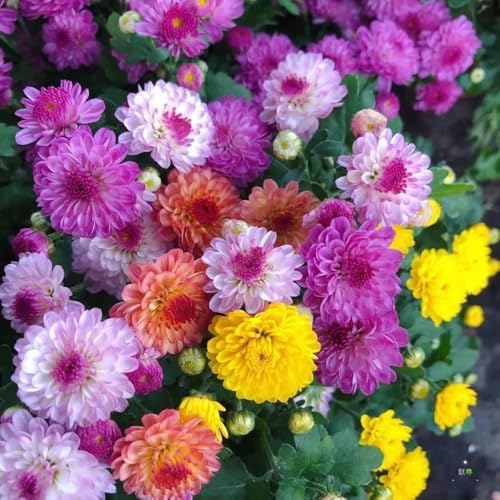 100+ Mix Chrysanthemum Seeds Showy Blooms Flowers Cut Flowers Planting Perennial Non-Gmo Mum Flower
