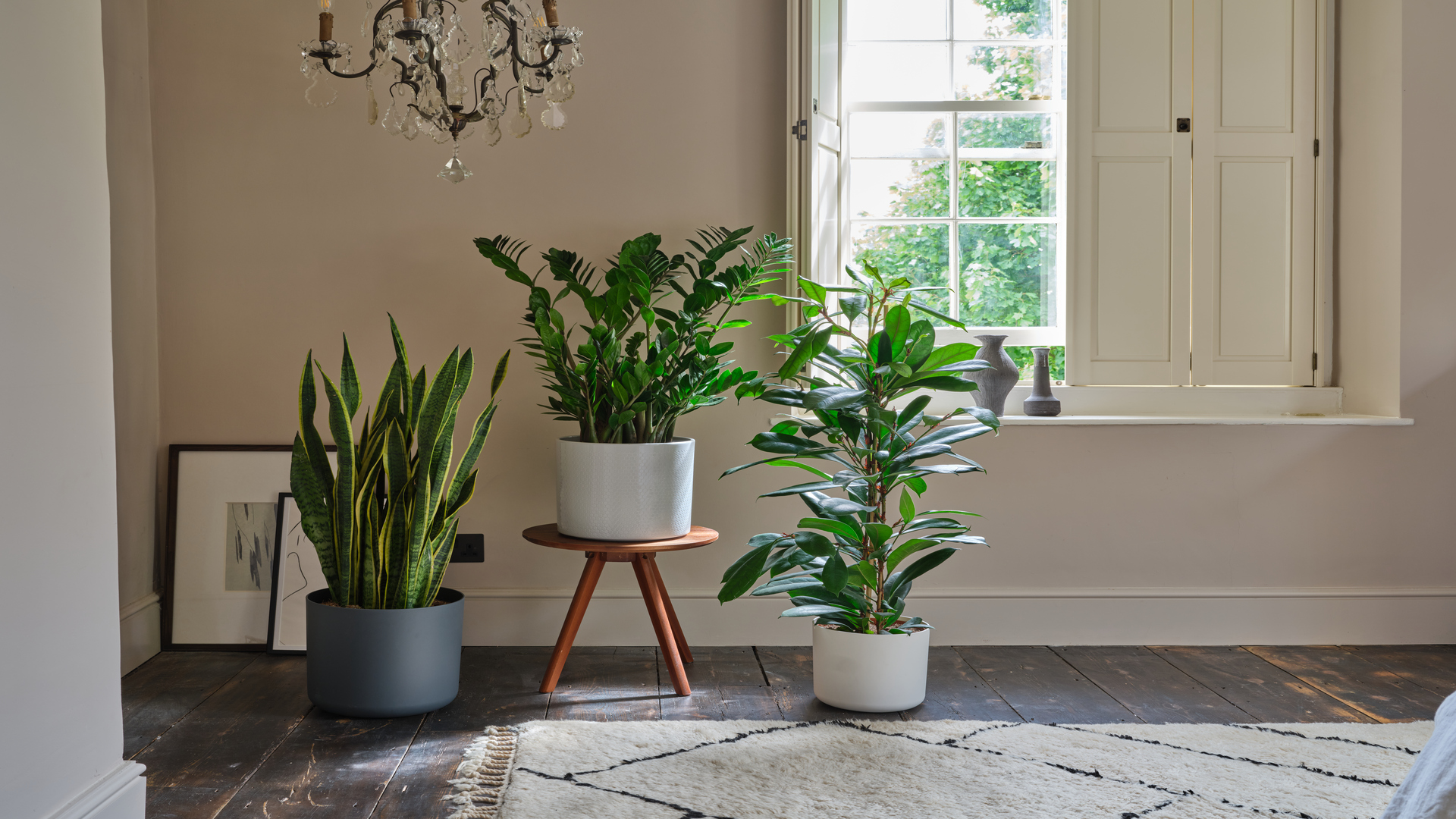 House plants in living space