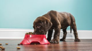 A chocolate lab puppy scarfs down a bowl of food