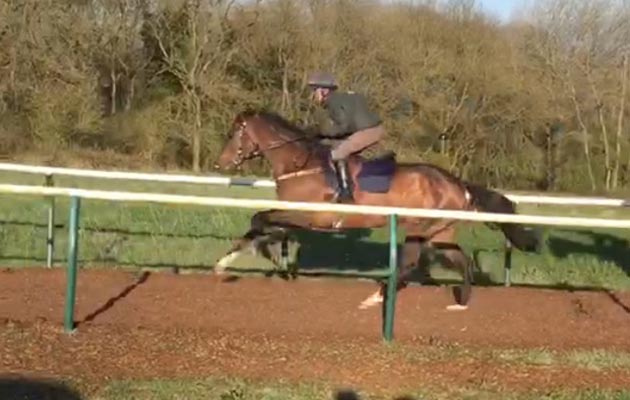 Harry on the gallops