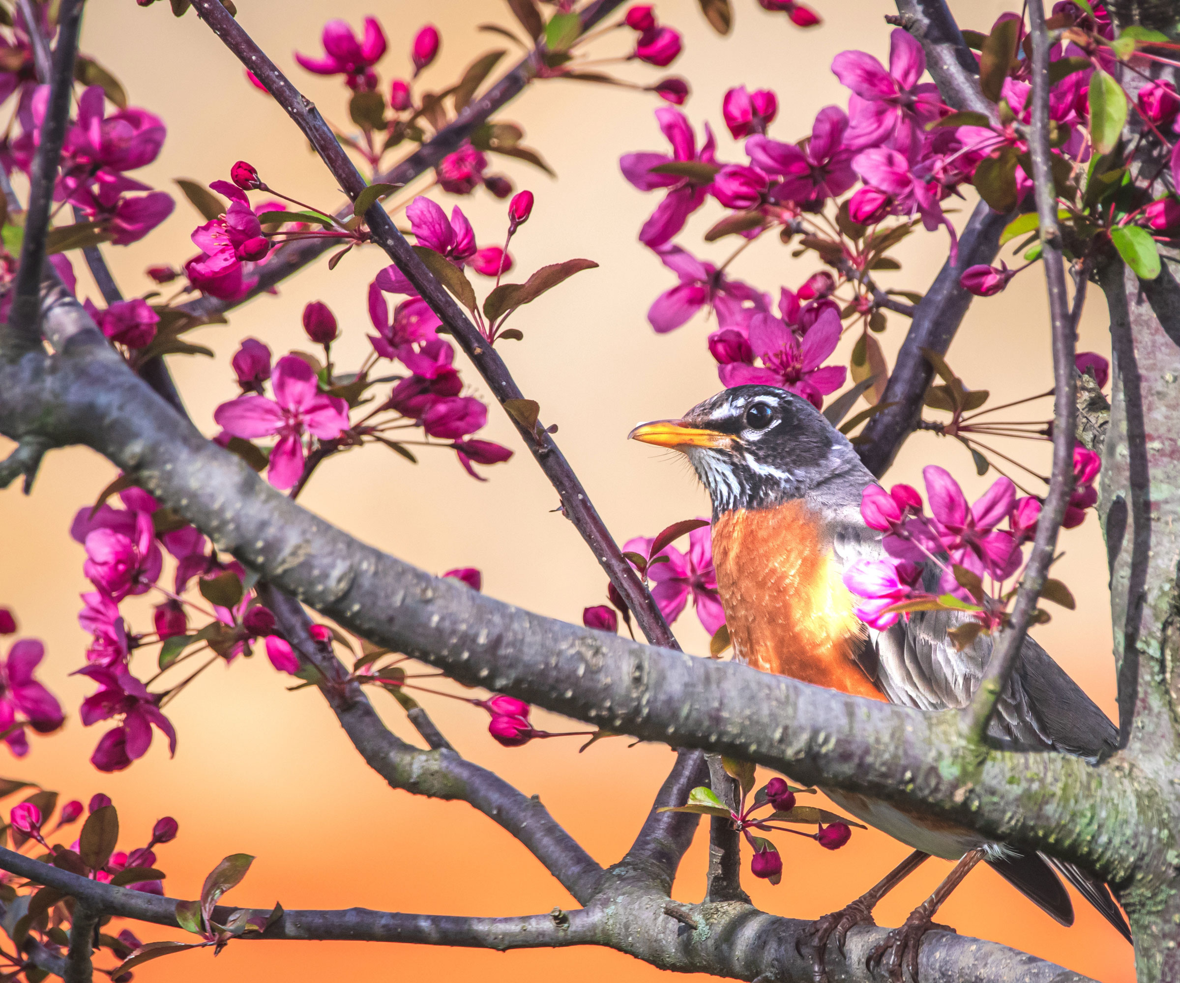 American robin sitting in tree with pink flowers