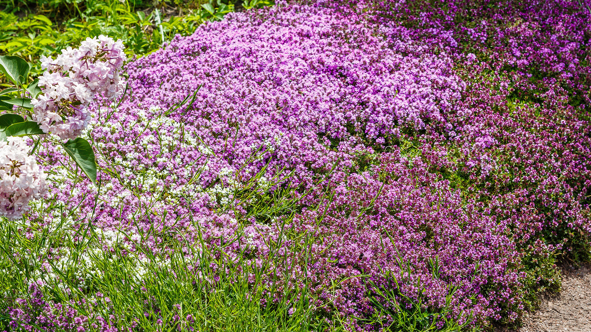 Creeping thyme (thymus serpyllum) is a beautiful perennial plant for the rock garden