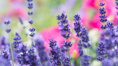 how to grow lavender border alongside a beehive
