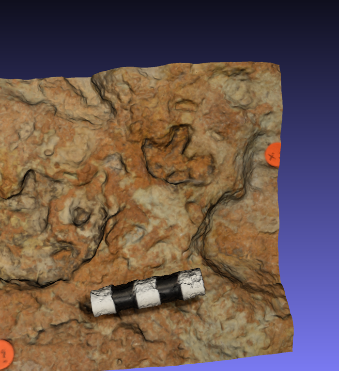 Digital view of baby stegosaurus print