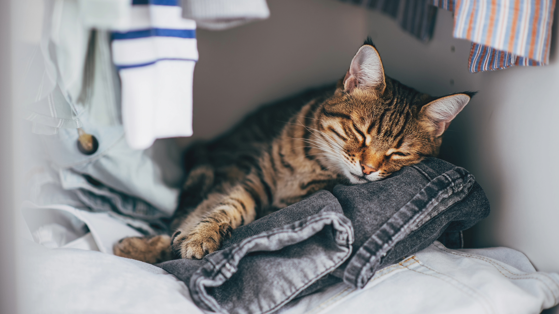 A cat lying on a pile of washing 