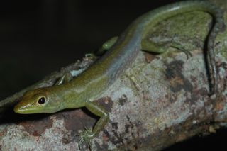 Another green skink (Prasinohaema virens) that has green blood and lives in the lowlands of New Guinea. This is the only species of green-blooded skink that lays eggs. The other species that sport green blood give birth to live young.