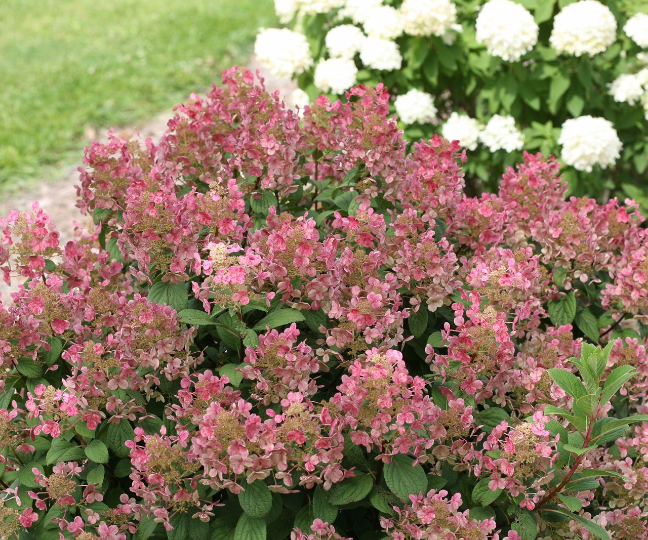 14 flowering plants that regrow every year