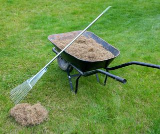 tools for dethatching a lawn