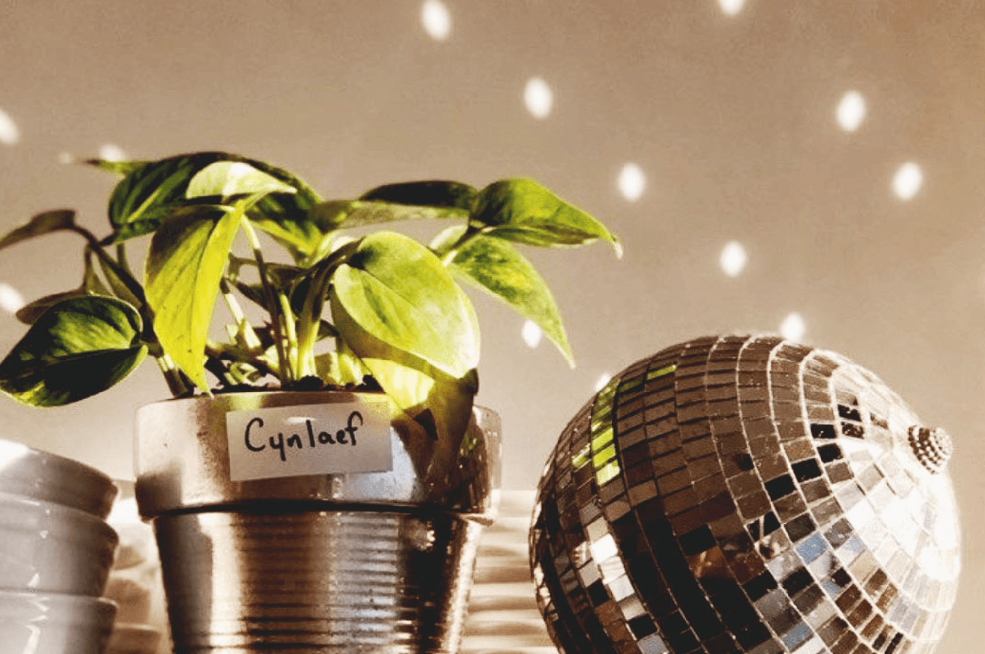 A houseplant in a metallic pot with a handwritten label reading "Cynllaef" sits next to a small disco ball, with light reflections on the wall in the background.
