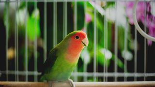 Green and red Lovebird in cage — Best small pets