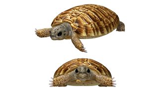 그림은 이 새끼가 비록 작았지만 그 부모는 거대했음을 보여줍니다.