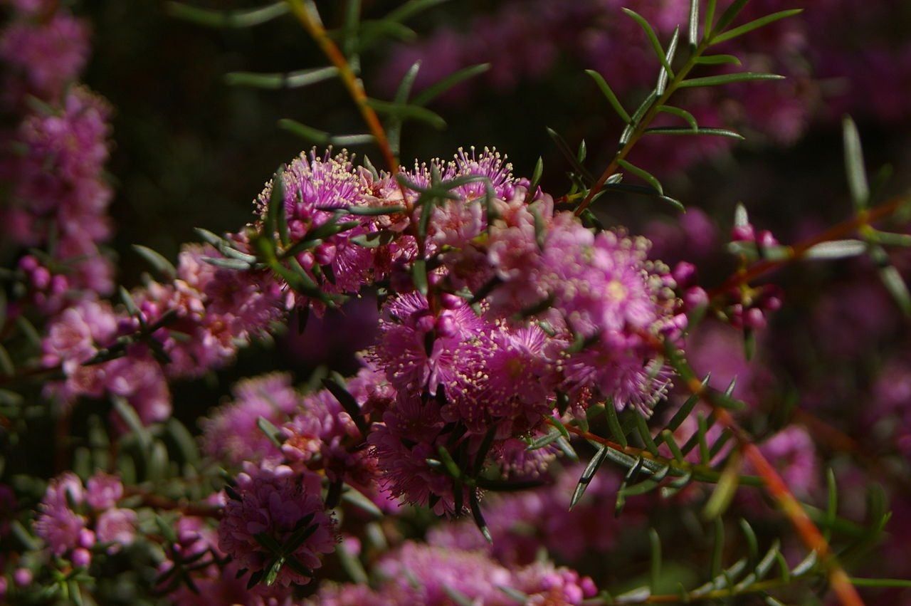 Small Shrub Swan River Myrtle Flowering Plant