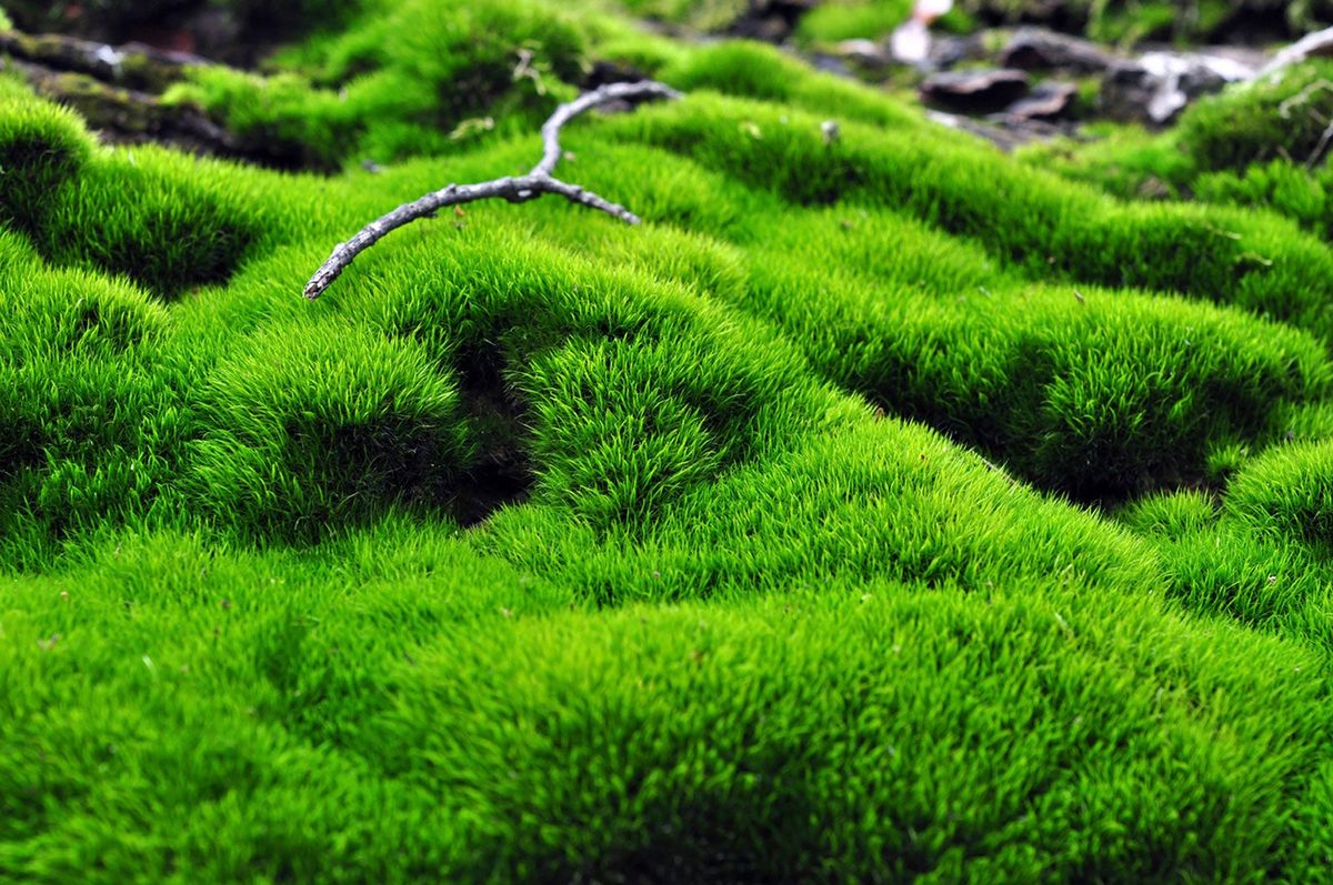 Weed Control In Moss Gardens: How To Treat Weeds Growing In Moss ...