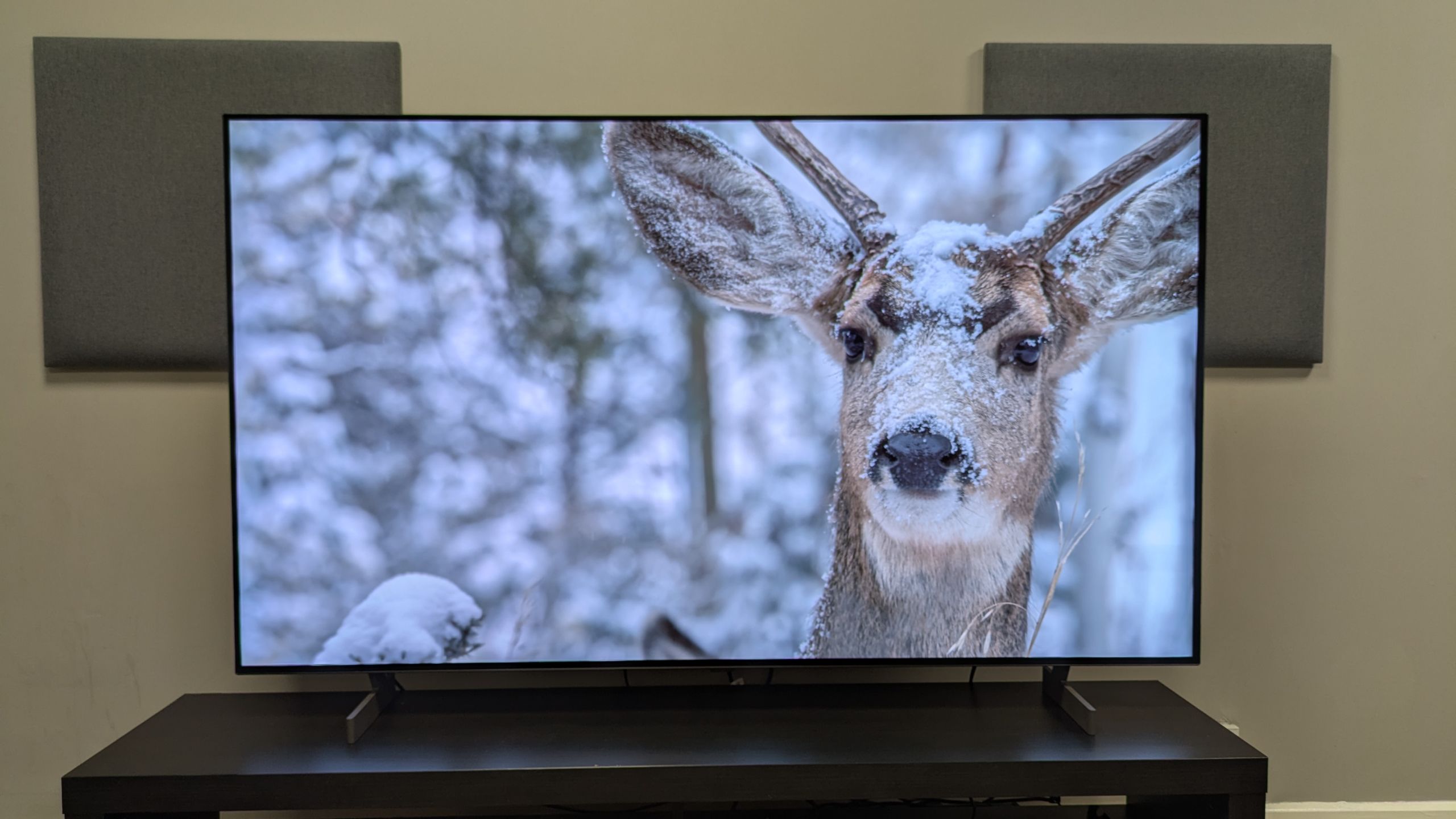 LG B6 OLED TV with a snow-covered deer on screen. The B6 shows vibrant white tones with the snow and crisp textures with the deers fur