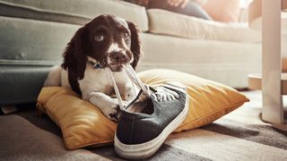 Dog chewing shoe