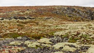 Camouflaged hare is nearly invisible in tundra among rocks, lichens and mosses. A hare can be found on the right side of the photo.