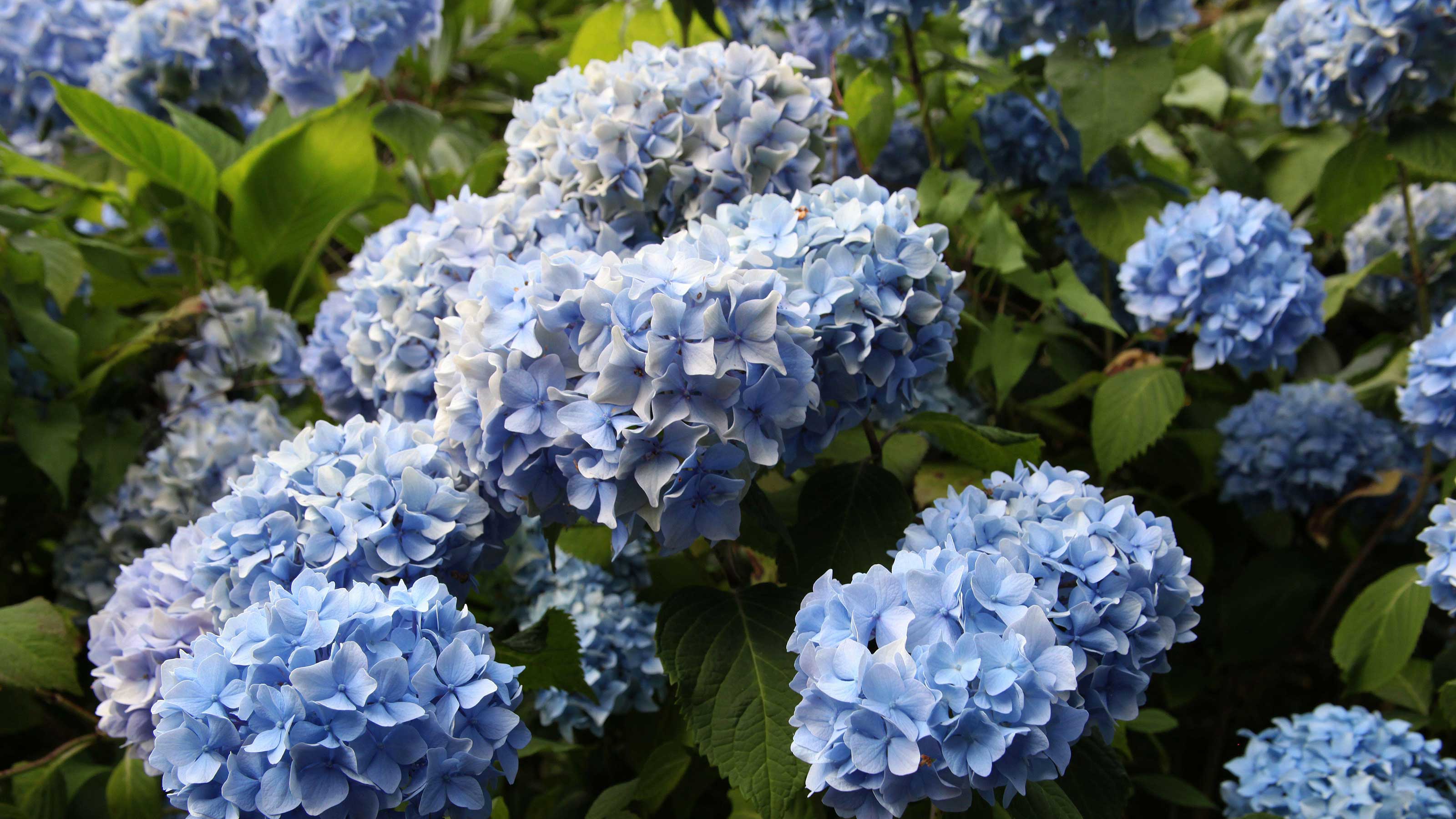 Image of Group of hydrangea cuttings rooting in water