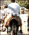 donkey1.jpg