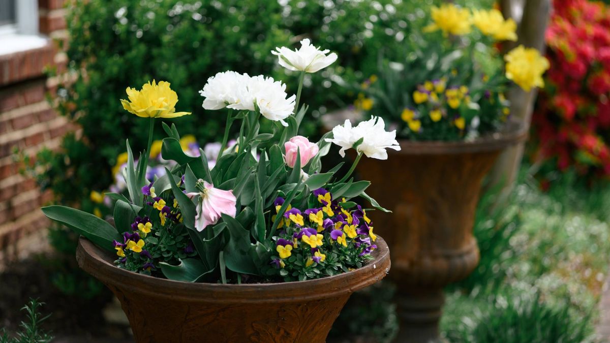 3 Dollar Store Container Gardening Ideas That Prove You Don’t Have to Break the Bank to Have a Fabulous Garden
